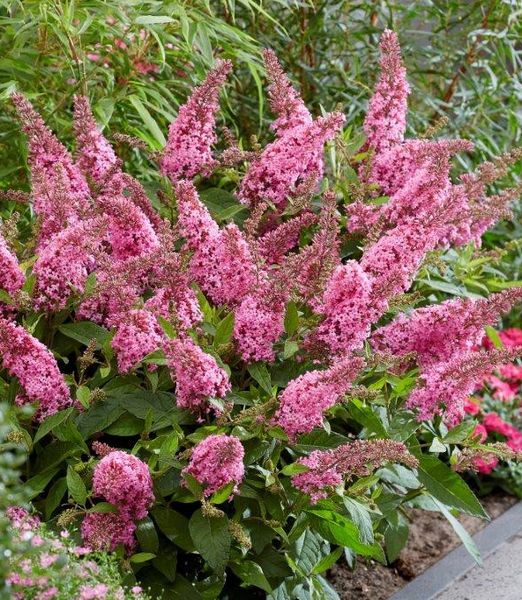 Buddleja 'Candy Little Pink'